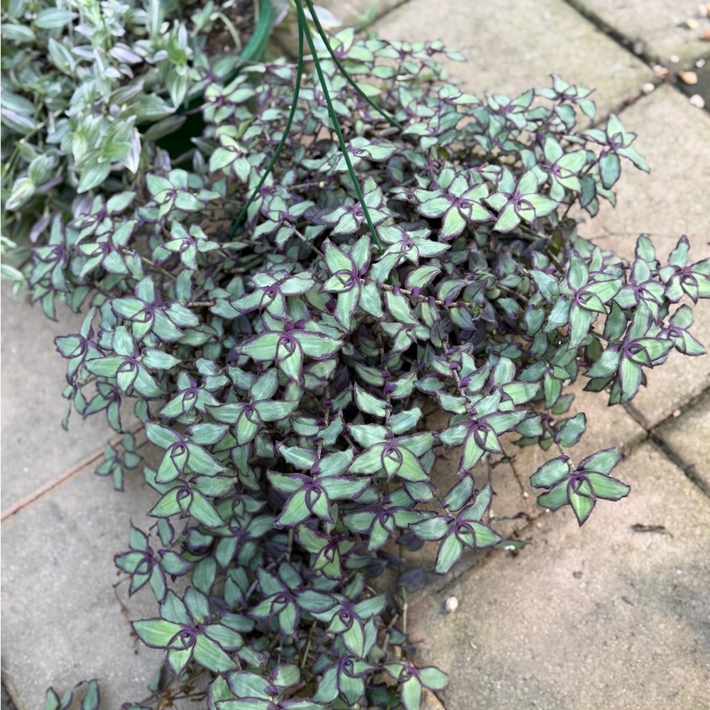 3 fresh cuttings of this Redillia’s Dragon Tail